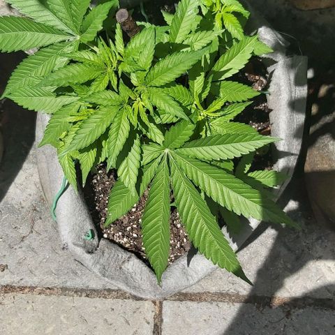 Somango XXL #2 growlog timeline photo
