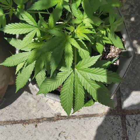 Somango XXL #1 growlog timeline photo