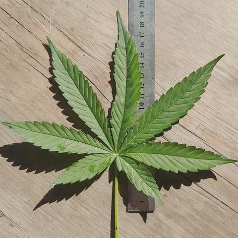 Somango XXL #1 growlog timeline photo