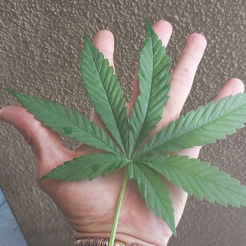 Somango XXL #2 growlog timeline photo