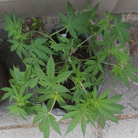 Somango XXL #1 growlog timeline photo