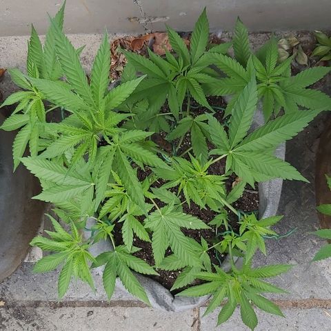Somango XXL #2 growlog timeline photo