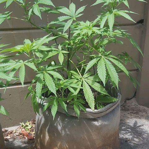 Somango XXL #1 growlog timeline photo