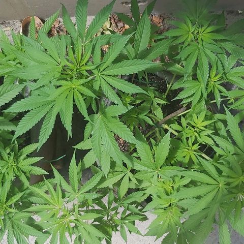 Somango XXL #1 growlog timeline photo