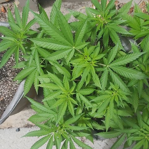 Somango XXL #2 growlog timeline photo