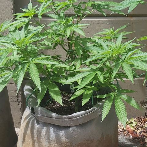 Somango XXL #2 growlog timeline photo