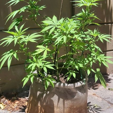 Somango XXL #1 growlog timeline photo