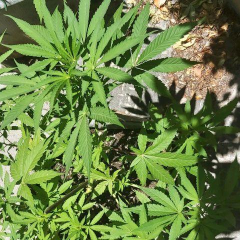 Somango XXL #1 growlog timeline photo