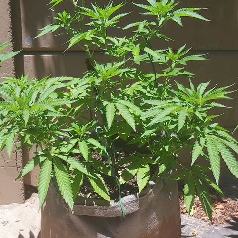 Somango XXL #2 growlog timeline photo