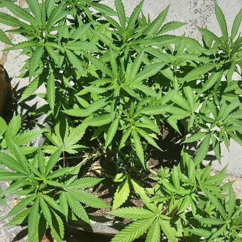 Somango XXL #2 growlog timeline photo