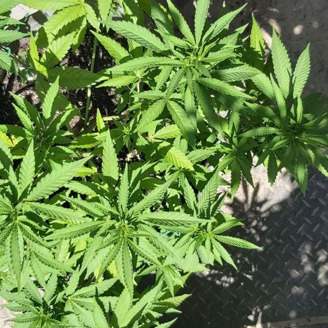 Somango XXL #2 growlog timeline photo
