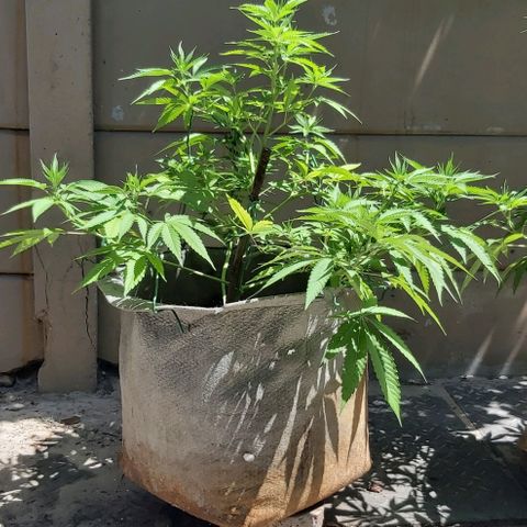 Somango XXL #2 growlog timeline photo