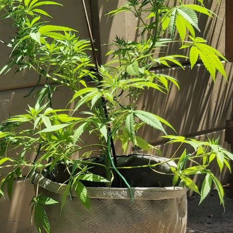 Somango XXL #1 growlog timeline photo