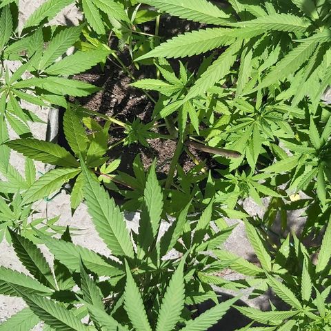 Somango XXL #1 growlog timeline photo