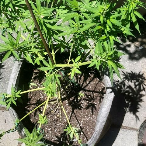 Somango XXL #1 growlog timeline photo
