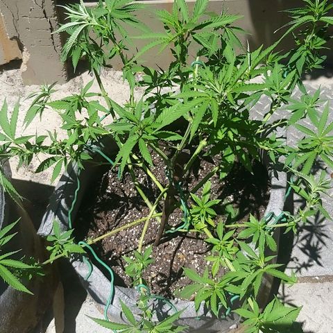 Somango XXL #2 growlog timeline photo