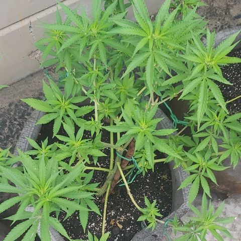 Somango XXL #2 growlog timeline photo