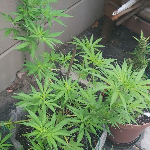 Somango XXL #1 growlog timeline photo