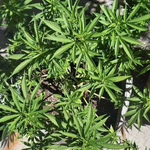 Somango XXL #2 growlog timeline photo