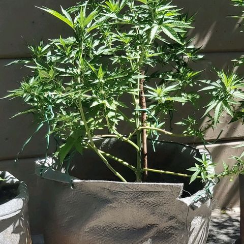 Somango XXL #2 growlog timeline photo
