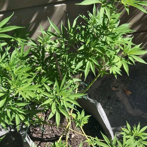 Somango XXL #1 growlog timeline photo