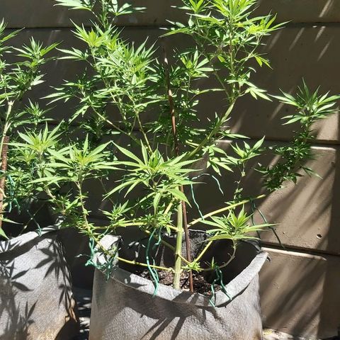 Somango XXL #1 growlog timeline photo