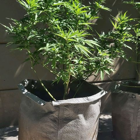 Somango XXL #2 growlog timeline photo