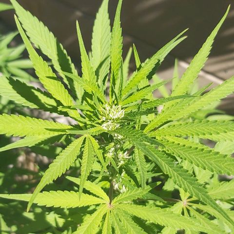 Somango XXL #1 growlog timeline photo
