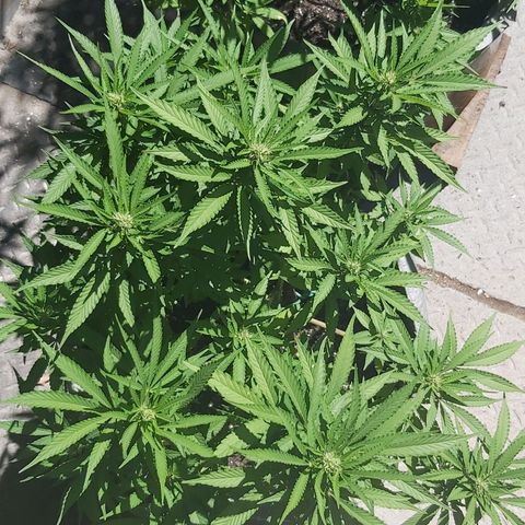 Somango XXL #2 growlog timeline photo