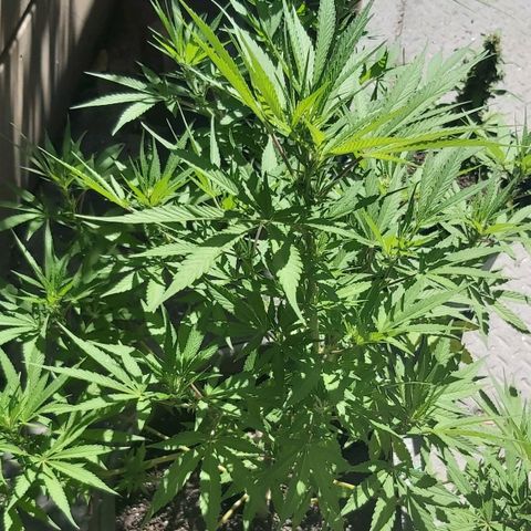 Somango XXL #1 growlog timeline photo