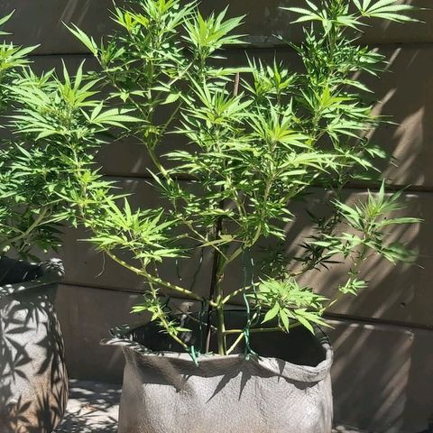 Somango XXL #1 growlog timeline photo