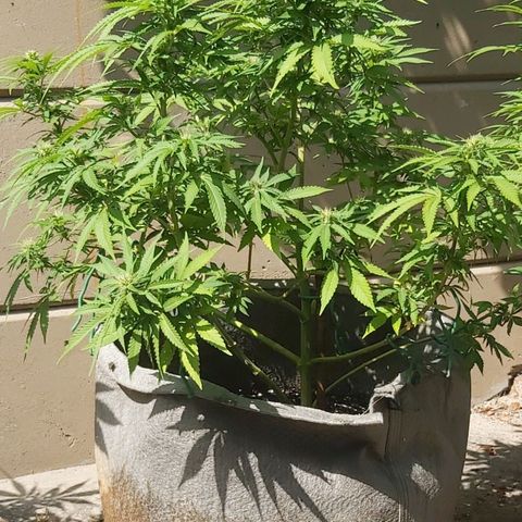 Somango XXL #2 growlog timeline photo