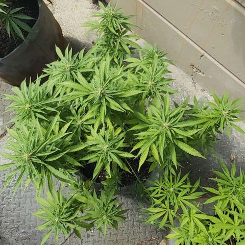 Somango XXL #2 growlog timeline photo