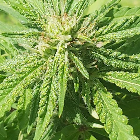 Somango XXL #2 growlog timeline photo