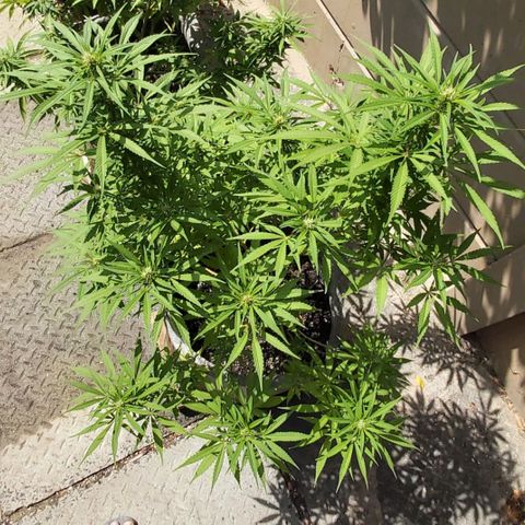 Somango XXL #1 growlog timeline photo
