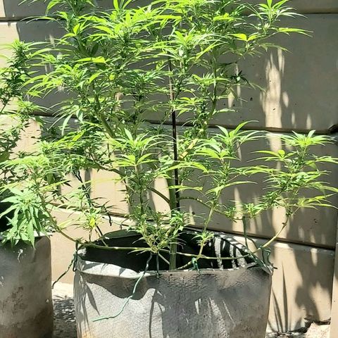 Somango XXL #1 growlog timeline photo