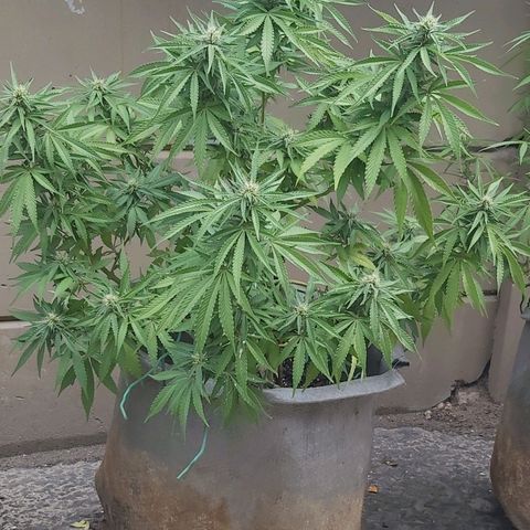 Somango XXL #2 growlog timeline photo