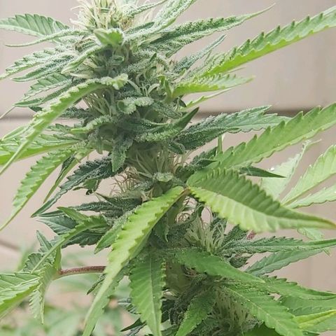 Somango XXL #2 growlog timeline photo