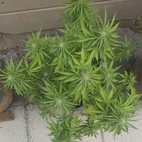 Somango XXL #2 growlog timeline photo