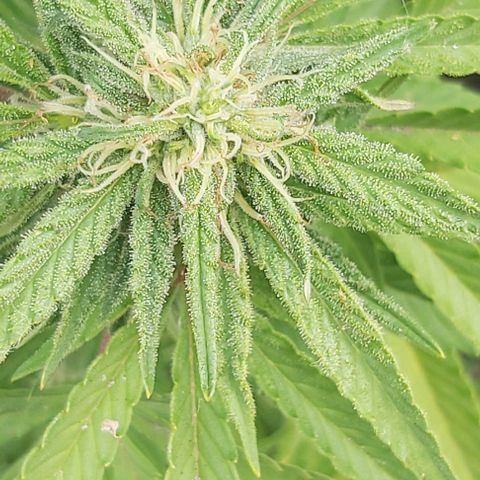 Somango XXL #2 growlog timeline photo