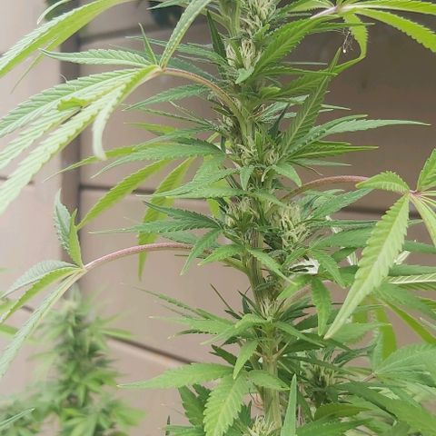 Somango XXL #1 growlog timeline photo