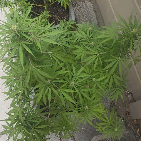 Somango XXL #1 growlog timeline photo