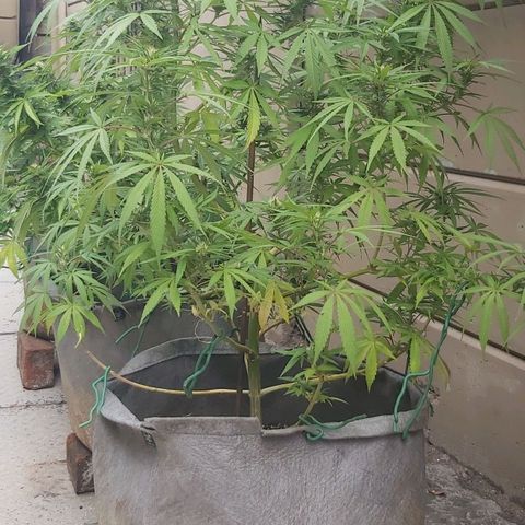 Somango XXL #1 growlog timeline photo