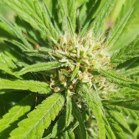 Somango XXL #1 growlog timeline photo