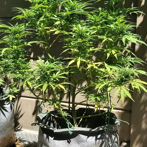 Somango XXL #1 growlog timeline photo