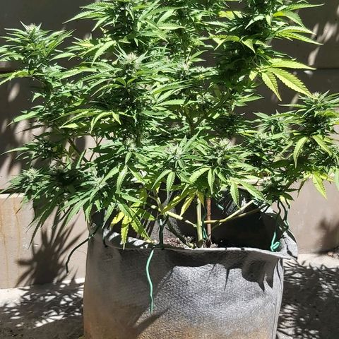 Somango XXL #2 growlog timeline photo