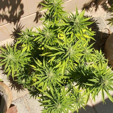 Somango XXL #2 growlog timeline photo