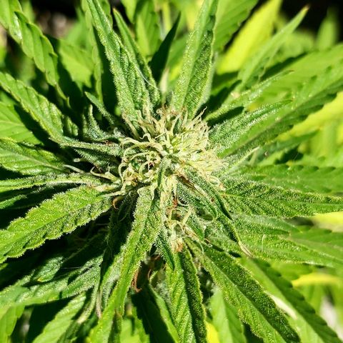 Somango XXL #2 growlog timeline photo