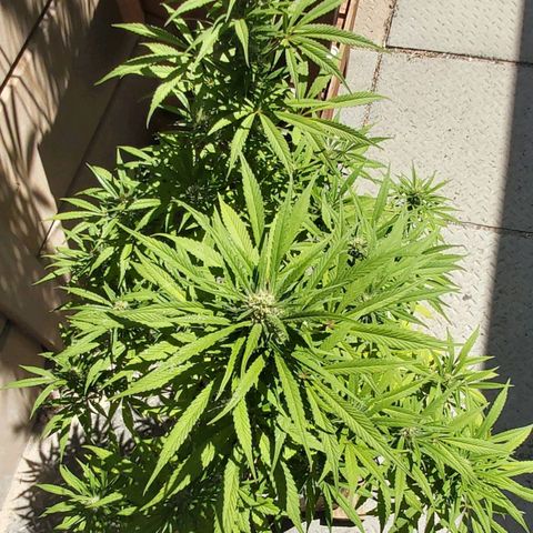 Somango XXL #1 growlog timeline photo