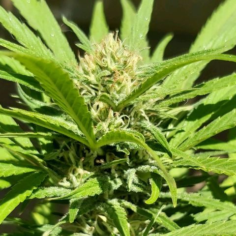 Somango XXL #1 growlog timeline photo